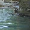 Cincinnati Zoo - Otters